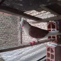 کبوتر