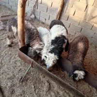 بره نر کوچک خوشکل سبک