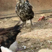 مرغ گلین اردک روسی شیراز بلوار چمران