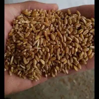 گندم تازه