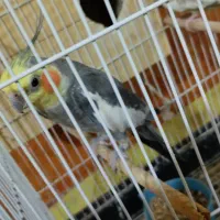 عروس هلندی جفت با جوجه