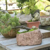 بونسای و گیاهان اپارتمانی و بیرونی