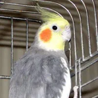 عروس هلندی(سینامون) گمشده