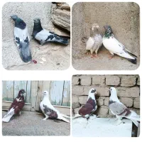 کفتر کله دمسبز، سبز، تهرانی، یاهو
