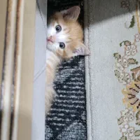 واگذاری بچه گربه dsh