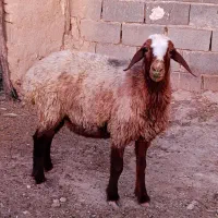 میش .گوسفند.به  این شماره زنگ بزنید.