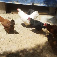 فروش مرغ و خروس