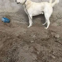 سرابی|سگ|تبریز, |دیوار