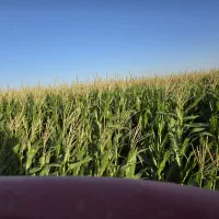 ذرت علوفه ای