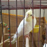 ماره