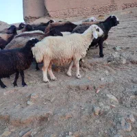 انواع دام زنده جهت قربانی سلاخی رایگان
