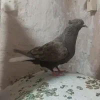 قهوه ای دم سفید ماده