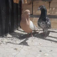 عتیقه