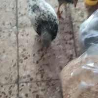 جوجه مرغ