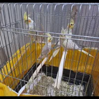 عروس هلندی
