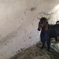 فروش بز وکهره