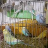 فروش مرغ عشق