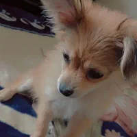 واگذاری سگ پامر اشتیپز