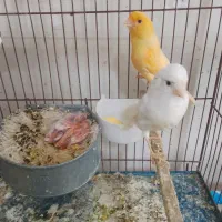 قناری جفتی