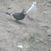 کبوتر پرشی  (فروش فوری)