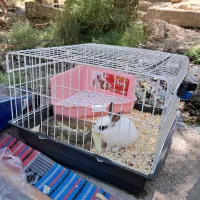 خرگوش با قفس