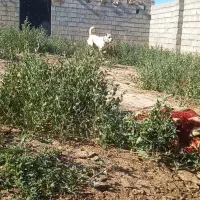 سگ یک سال|سگ|مشهد, تبادکان|دیوار