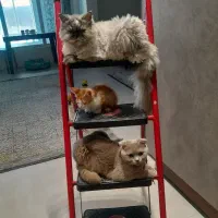 پانسیون اختصاصی گربه