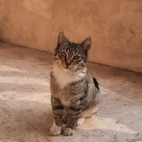 واگذاری رایگان گربه