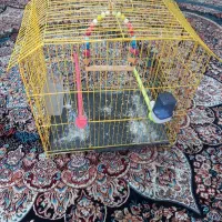 قفس پرنده