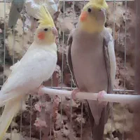 ۲ جفت عروس هلندی ۴ تا رینگ پراید در اقبالیه