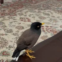 مرغ مینا گمشده محدوده قصبه