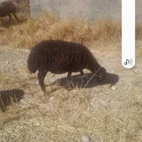 فروش یک بران و دو گوسفند داریم برای قربان