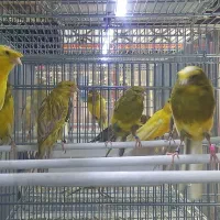 پرندگان زینتی قناری فنچ ملنگو جوجه سرلاکی