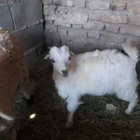 کهره نر...