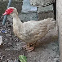 اردک اسرائیلی