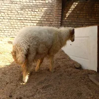 قوچ درجه یک