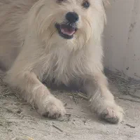 سگ گمشده