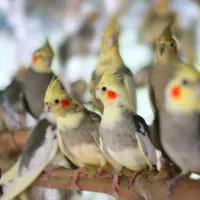 عروس هلندی پیدا کردم