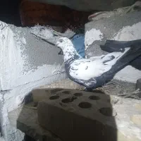 کبوتر