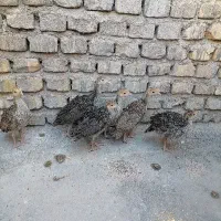 جوجه بوقلمون