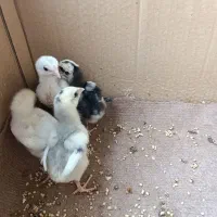 جوجه لاری طوس افغان