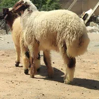بره نر
