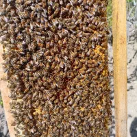 زنبور عسل اصلاح شده