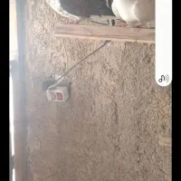 کفتر