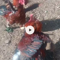 خروس لاری اصیل