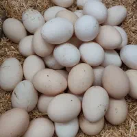 تخم مرغ گلین
