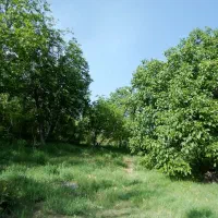 1500متر باغ گردونزذیک باغ خان آورگان بفروش میرسد