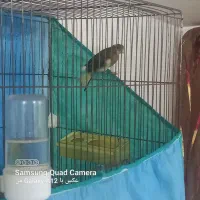 معاوضه با عروس هلندی