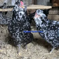 تخم مرغ گلین