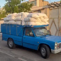 خریداری کود کبوتر کوهی فضله فضولات شیروانی سوله